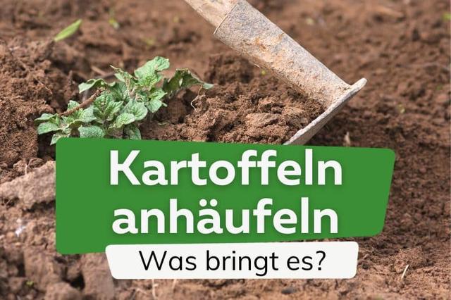 Schutz vor Sonnenlicht: Wann und wie sollte man Kartoffeln anhäufeln? Schutz vor Sonnenlicht: Wann und wie sollte man Kartoffeln anhäufeln?