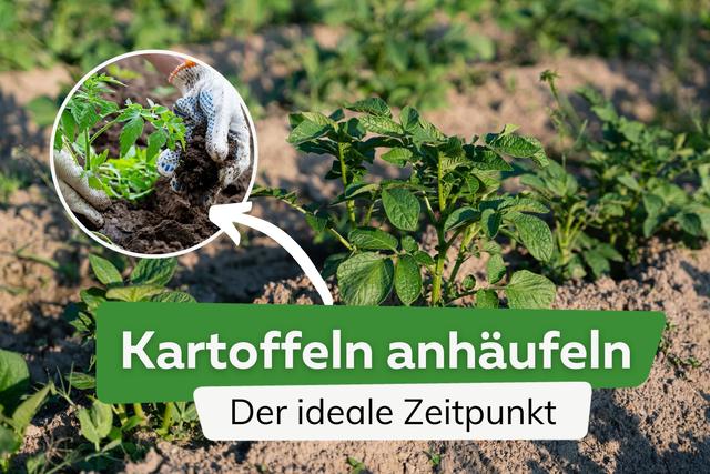 Bedeutung des Anhäufelns für den erfolgreichen Kartoffelanbau Bedeutung des Anhäufelns für den erfolgreichen Kartoffelanbau