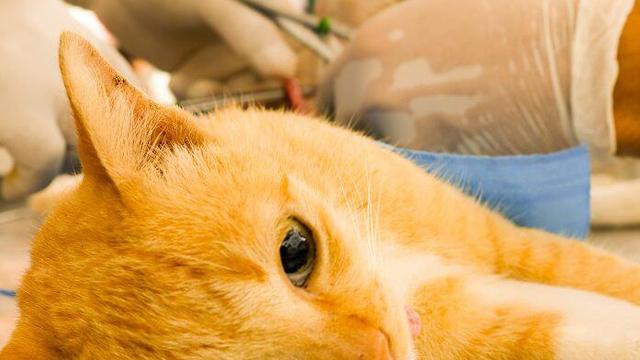 Die richtige Zeit für die Kastration eines Katers