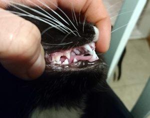 Zahngesundheit bei jungen Katzen: Tipps und Tricks Zahngesundheit bei jungen Katzen: Tipps und Tricks