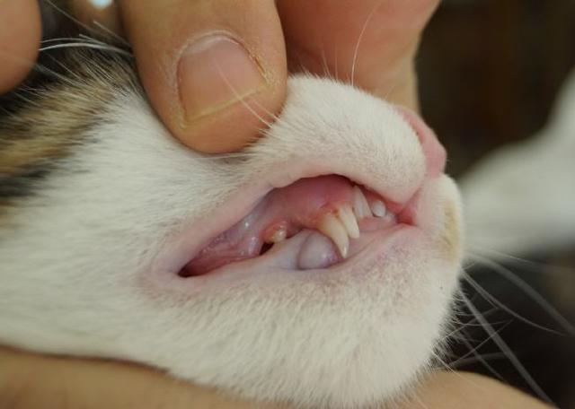 Von Milchzähnen zu bleibenden Zähnen: Alles über den Zahnwechsel bei Katzen Von Milchzähnen zu bleibenden Zähnen: Alles über den Zahnwechsel bei Katzen