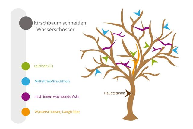Der ideale Zeitpunkt für den Schnitt eines Kirschbaums Der ideale Zeitpunkt für den Schnitt eines Kirschbaums