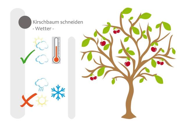 Die optimale Zeit für den Kirschbaumschnitt Die optimale Zeit für den Kirschbaumschnitt