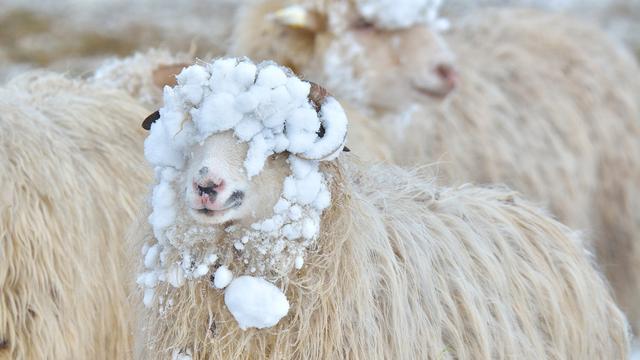 Wann kommt die Schafskälte? Ein Blick auf das Wetter im Juni Wann kommt die Schafskälte? Ein Blick auf das Wetter im Juni