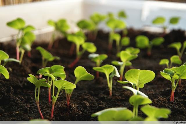 Mondkalender für die Aussaat von Radieschen nutzen Mondkalender für die Aussaat von Radieschen nutzen