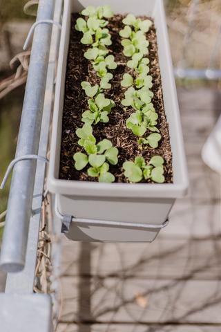 Standortwahl für Radieschen: Hochbeet, Balkon oder Gewächshaus? Standortwahl für Radieschen: Hochbeet, Balkon oder Gewächshaus?