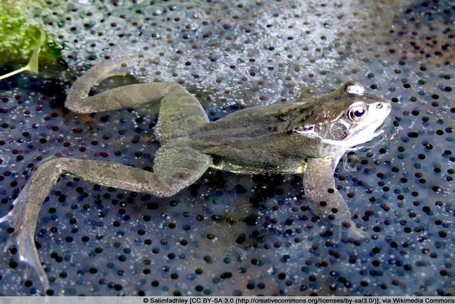 Die Laichzeiten der verschiedenen Froscharten - Wann ist die beste Zeit zum Beobachten? Die Laichzeiten der verschiedenen Froscharten - Wann ist die beste Zeit zum Beobachten?