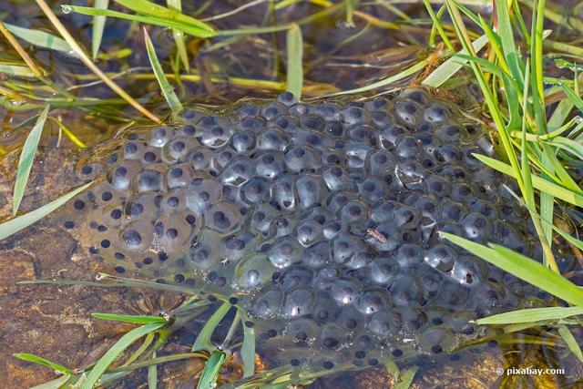 Wann laichen Frösche? Wann laichen Frösche?