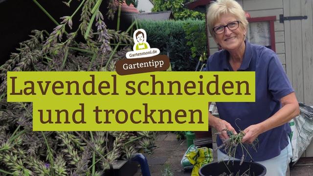 Tipps zum Schneiden von Lavendel für Duftsäckchen Tipps zum Schneiden von Lavendel für Duftsäckchen