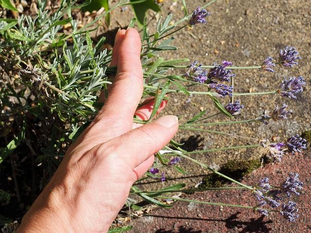 Wann ist die beste Zeit, um Lavendel für Duftsäckchen zu schneiden? Wann ist die beste Zeit, um Lavendel für Duftsäckchen zu schneiden?