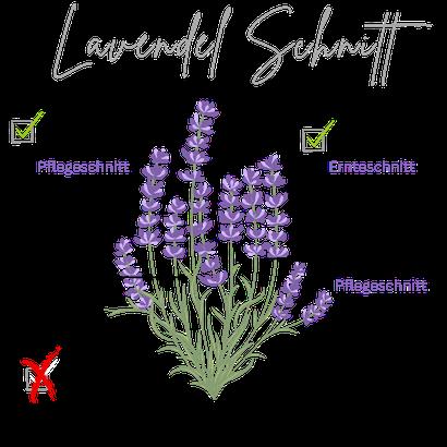 Der richtige Zeitpunkt für den Schnitt von Lavendel