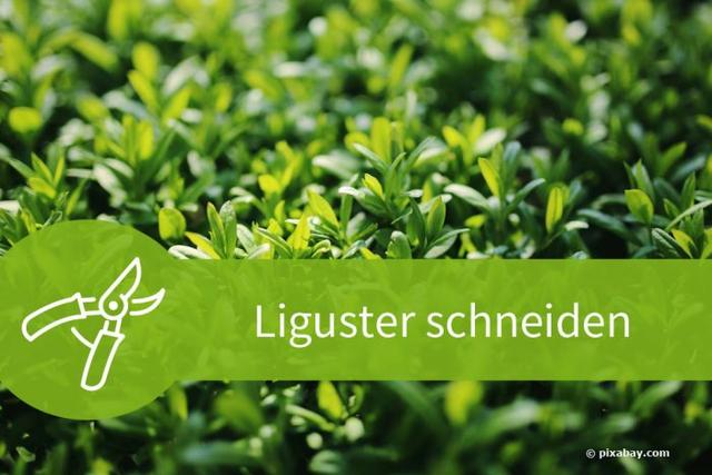Liguster richtig schneiden: Die Bedeutung des richtigen Zeitpunkts und die besten Techniken erklärt Liguster richtig schneiden: Die Bedeutung des richtigen Zeitpunkts und die besten Techniken erklärt