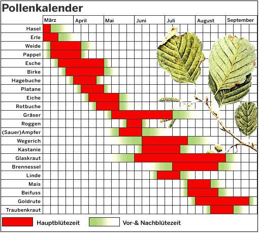 Lüftungszeiten für Menschen mit Pollenallergien