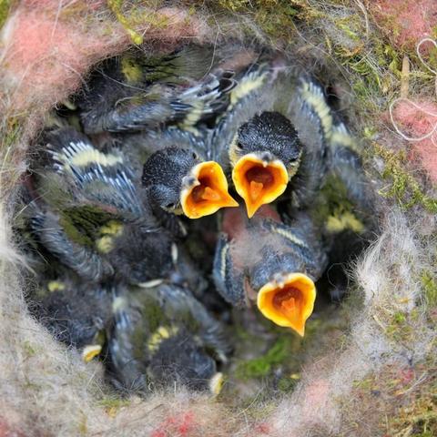 Wann beginnt die Brutzeit der Meisen und wie können Sie sie unterstützen?