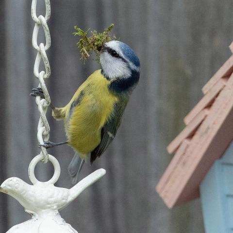 Vogelschutz im Garten: Wann dürfen Sie Meisennester nicht stören?