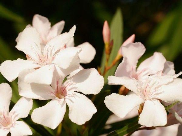 Oleander im Frühling ins Freie: Die besten Bedingungen und Vorsichtsmaßnahmen Oleander im Frühling ins Freie: Die besten Bedingungen und Vorsichtsmaßnahmen