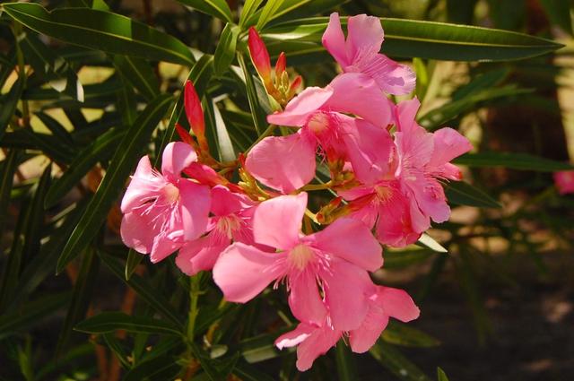 Kann Man Oleander Jetzt Schon Rausstellen Wann Oleander rausstellen? Tipps für den richtigen Zeitpunkt - Sieu Thi