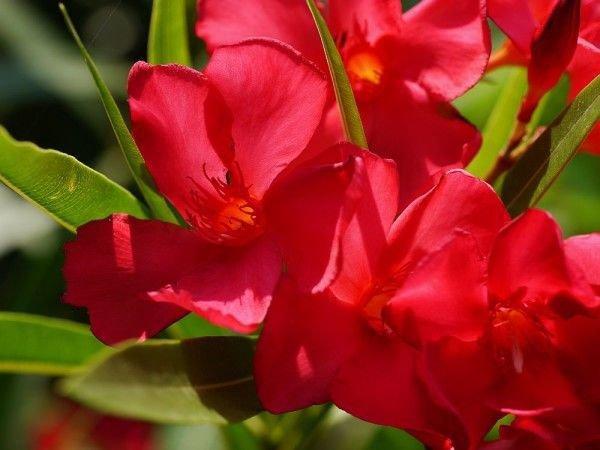 Wann Oleander rausstellen: Der richtige Zeitpunkt im Frühling Wann Oleander rausstellen: Der richtige Zeitpunkt im Frühling