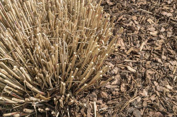 Pampasgras schneiden: Wann ist der ideale Zeitpunkt? Pampasgras schneiden: Wann ist der ideale Zeitpunkt?