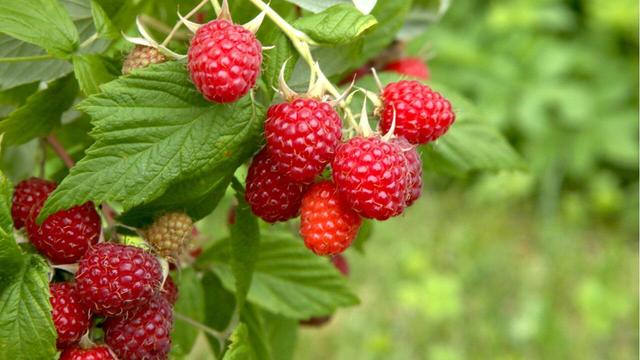 Die ideale Pflanzzeit für Himbeeren: Was Sie beachten sollten Die ideale Pflanzzeit für Himbeeren: Was Sie beachten sollten