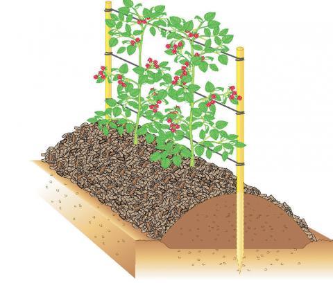 Wann sollten Sie Himbeeren in Ihrem Garten anbauen?