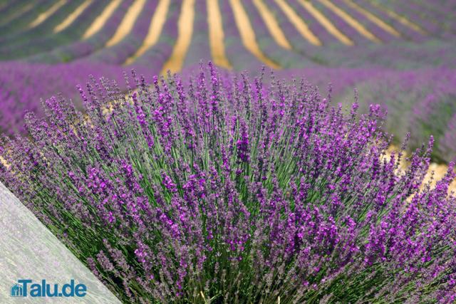 Die ideale Pflanzzeit für Lavendel: Tipps und Empfehlungen Die ideale Pflanzzeit für Lavendel: Tipps und Empfehlungen