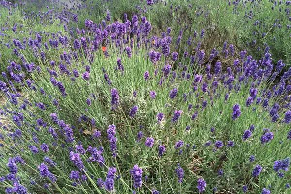 Pflanzzeit für Lavendel: Empfehlungen und Ratschläge Pflanzzeit für Lavendel: Empfehlungen und Ratschläge