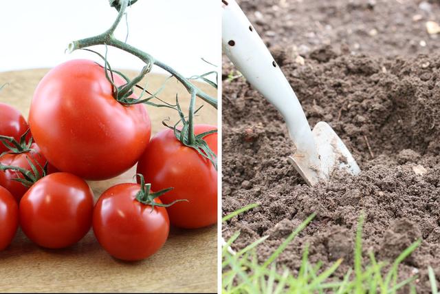 Der beste Zeitraum zum Anbau von Tomaten Der beste Zeitraum zum Anbau von Tomaten