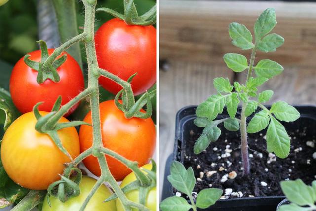 Der optimale Zeitpunkt zum Pflanzen von Tomaten Der optimale Zeitpunkt zum Pflanzen von Tomaten
