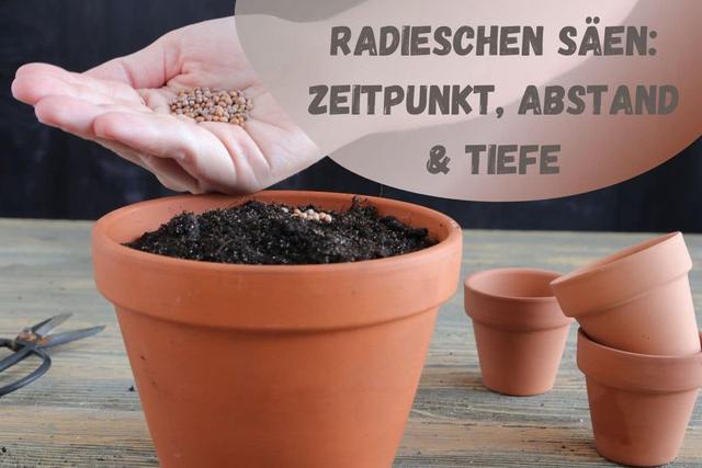 Der optimale Zeitpunkt zum Säen von Radieschen