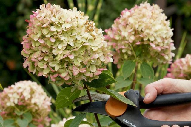 Hortensienpflege im Herbst: Wann sollten Rispenhortensien geschnitten werden?