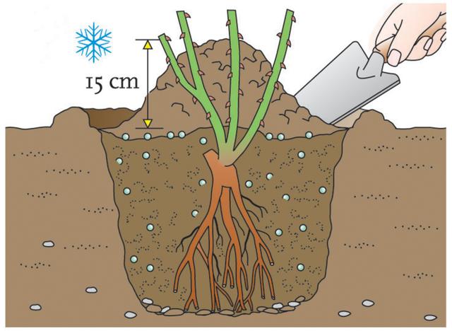 Wann ist die beste Zeit, um Rosen zu pflanzen? Wann ist die beste Zeit, um Rosen zu pflanzen?