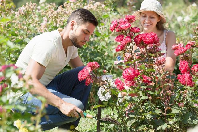 Rosen umpflanzen: Die optimale Zeit im Jahr Rosen umpflanzen: Die optimale Zeit im Jahr