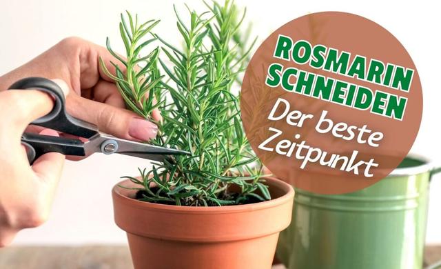 Schnittzeitpunkt für Rosmarin: Nach der Blüte im Frühling schneiden