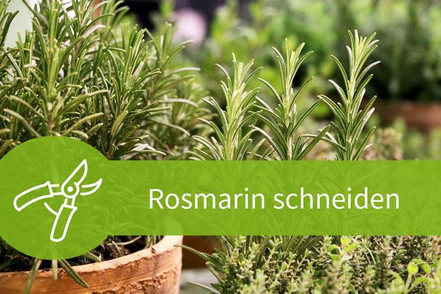Pflegehinweise für Rosmarin: Richtiges Schneiden für kräftiges Wachstum