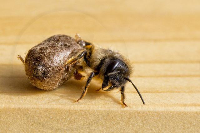 Die Schlupfzeit von Wildbienen: Wann ist es soweit? Die Schlupfzeit von Wildbienen: Wann ist es soweit?
