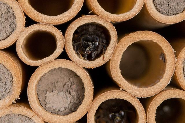 Wann beginnt der Schlüpfprozess bei Wildbienen? Wann beginnt der Schlüpfprozess bei Wildbienen?