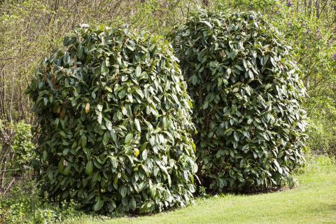 Wann ist die optimale Zeit für das Schneiden von Kirschlorbeer? Wann ist die optimale Zeit für das Schneiden von Kirschlorbeer?