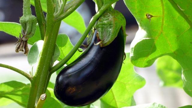 Lagerung von Auberginen: Tipps zur Aufbewahrung und Haltbarmachung von Auberginen