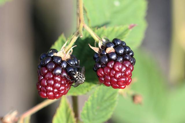 Wissen Sie, wann Brombeeren am besten geerntet werden sollten? Wissen Sie, wann Brombeeren am besten geerntet werden sollten?