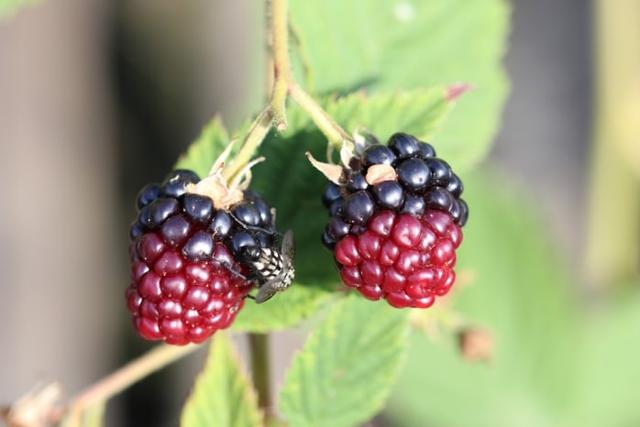 Die optimale Reifezeit für Brombeeren: Wann sollten sie gepflückt werden? Die optimale Reifezeit für Brombeeren: Wann sollten sie gepflückt werden?