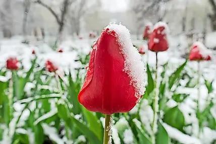 Wann sind die Eisheiligen 2023? Datum, Bedeutung und Bauernregeln