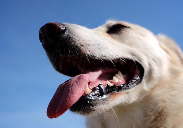 Die Hundstage erklärt: Warum sie nichts mit Hunden zu tun haben, aber dennoch wichtig sind Die Hundstage erklärt: Warum sie nichts mit Hunden zu tun haben, aber dennoch wichtig sind