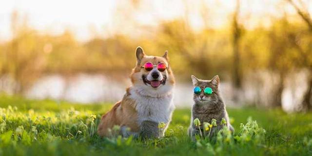 Wann sind die Hundstage? Einblick in den Zeitraum der heißesten Tage des Jahres Wann sind die Hundstage? Einblick in den Zeitraum der heißesten Tage des Jahres