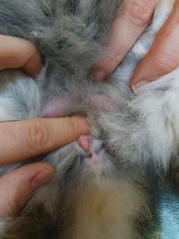 Die Geschlechtsreife bei Kaninchen: Wann ist der richtige Zeitpunkt? Die Geschlechtsreife bei Kaninchen: Wann ist der richtige Zeitpunkt?