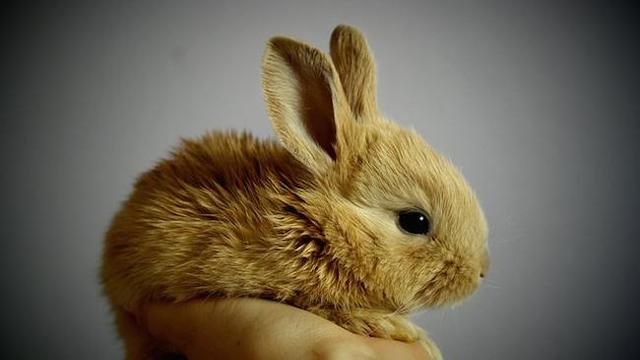 Ab wann können Kaninchen sich fortpflanzen? Ab wann können Kaninchen sich fortpflanzen?