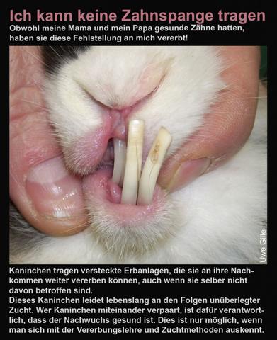 Wie lange dauert es, bis Kaninchen geschlechtsreif sind? Wie lange dauert es, bis Kaninchen geschlechtsreif sind?