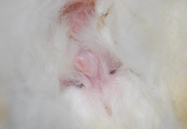 Die Entwicklung der Geschlechtsreife bei Kaninchen: Ein Überblick. Die Entwicklung der Geschlechtsreife bei Kaninchen: Ein Überblick.