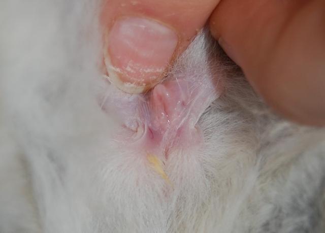 Wann sind Kaninchen geschlechtsreif? Alles, was du wissen musst. Wann sind Kaninchen geschlechtsreif? Alles, was du wissen musst.