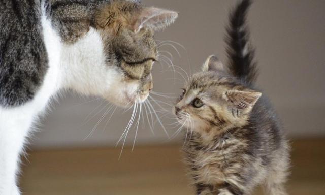 Unterschiedliches Wachstum bei Katzen: Rasse und Umwelteinflüsse spielen eine Rolle